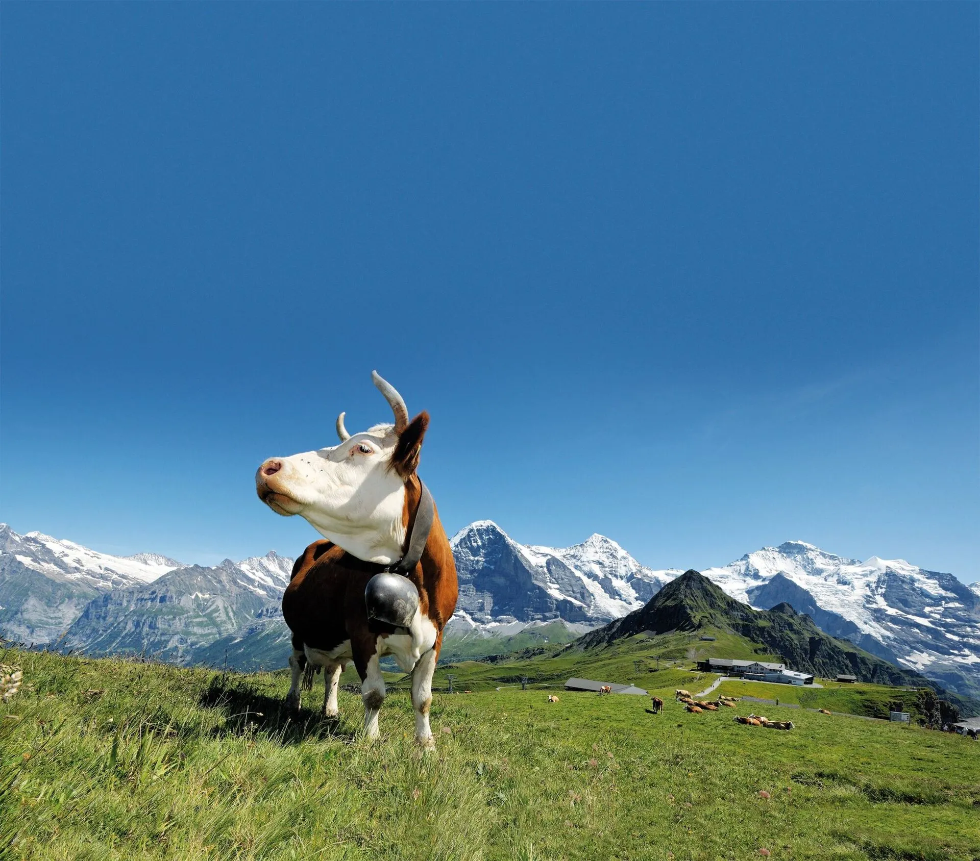 Kuh im Vordergrund auf einer grünen Wiese
